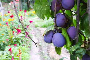 Can prunes help the food industry reach sugar reduction aims?