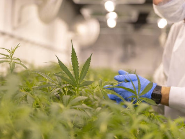 Canadian cannabis firm overhauls EU hydroponics and extraction site