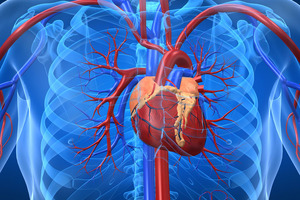 Cardiovascular health prevention with coenzyme Q10