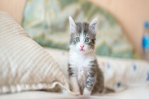Chr. Hansen launches three probiotics for the pet segment