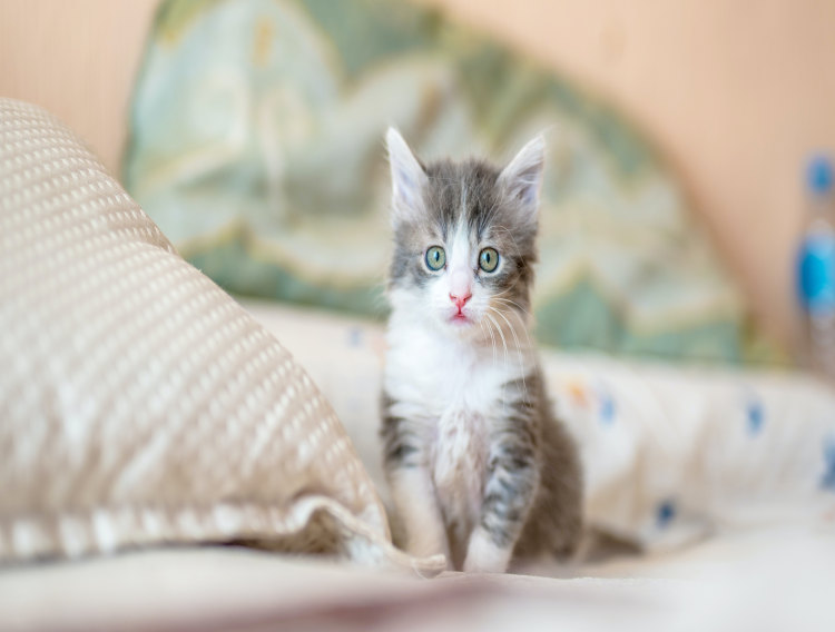 Chr. Hansen launches three probiotics for the pet segment