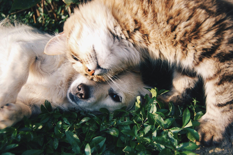Clasado breaks into the pet nutrition market with its gut health-boosting prebiotic ingredient