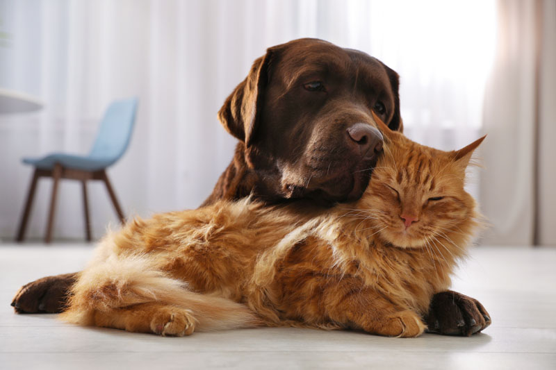 Clasado expands activity in companion animal health by joining UK Pet Food association