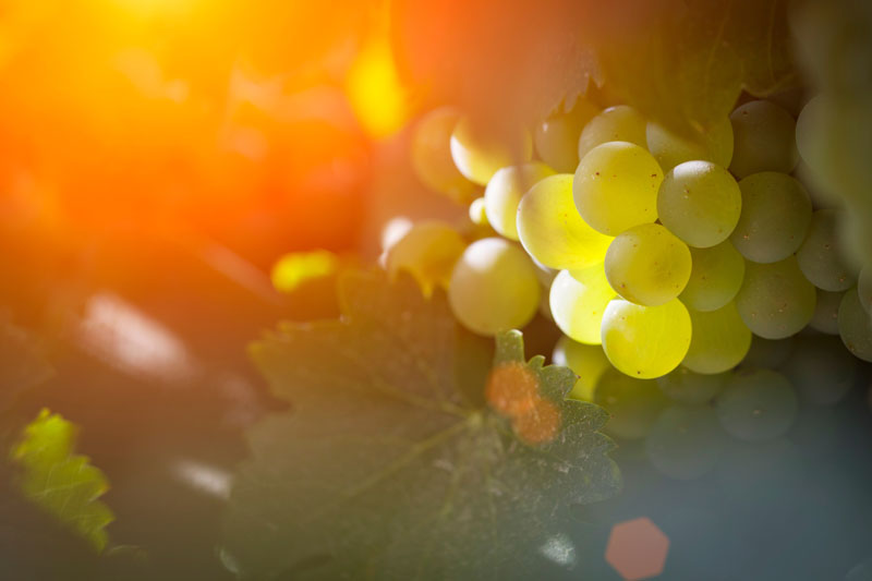 Clinical study highlights the role of whole-food grape matrix in post-meal metabolic response