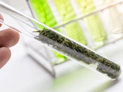 Clinical study on cannabis oil capsules for patients suffering from chronic pain should be completed by autumn 2018
