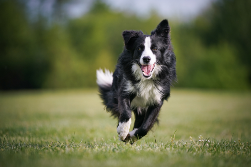 Clinical trial finds enzyme blend eases joint pain in 92% of dogs