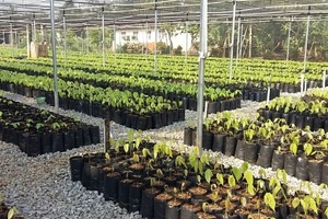 Cocoa nurseries programme expanding in Indonesia

