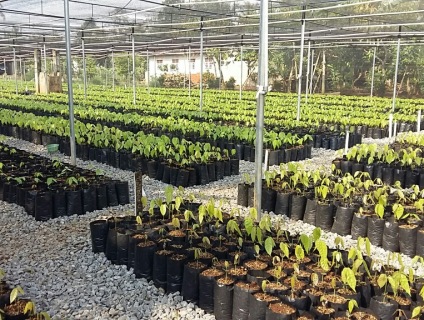 Cocoa nurseries programme expanding in Indonesia
