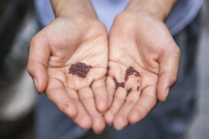 CoreFX partners with Natures Crops on seed oil product