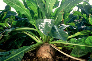 Crossing the food-pharma divide with science-backed chicory root fibres