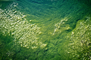 Cyanotech launches BioAstin Astaxanthin in powder form