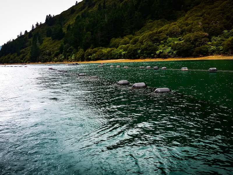 Dolcas obtains certification for green lipped mussel extract