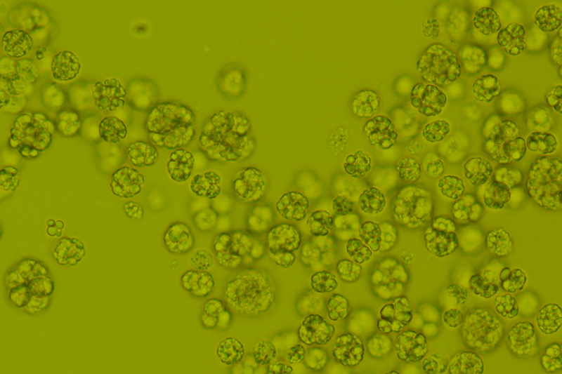 dsm-firmenich launches DHA rich omega-3 ingredient, life'sDHA B54-0100