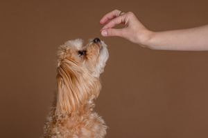 Enifer and Rovio Pet Foods team up to launch functional dog treat with PEKILO mycoprotein