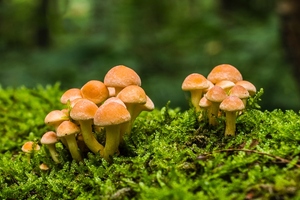 Ethical Naturals partners with Nammex on mushroom extract
