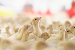 Evonik launches Ecobiol PRO with accelerated spore germination to cut poultry antibiotic use