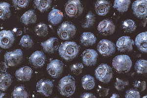 Evonik launches food supplement MEDOX with plant pigments from Scandinavian bilberries