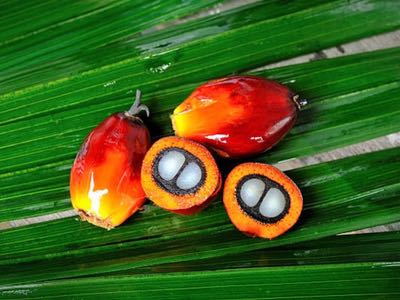 ExcelVite announces exhibit with Malaysian Palm Oil Council at NPEW 2019