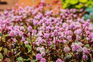Farlong Nutraceutical begins GRAS process for Persicaria ingredient