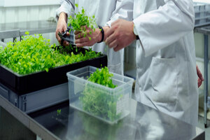 Farmers Edge and Merit launch programme for plant proteins