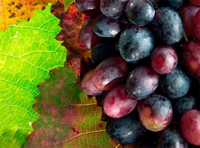 Flavonoid intake associated with decreased depression risk