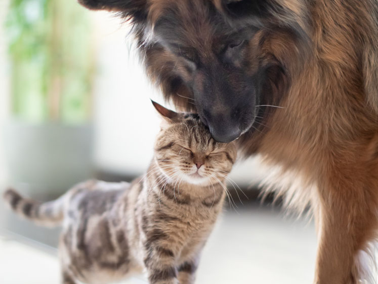 From alga to bowl: astaxanthin supports pet health
