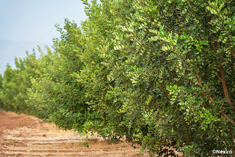 Closer to origin: strengthening Nexira’s carob expertise in Morocco.