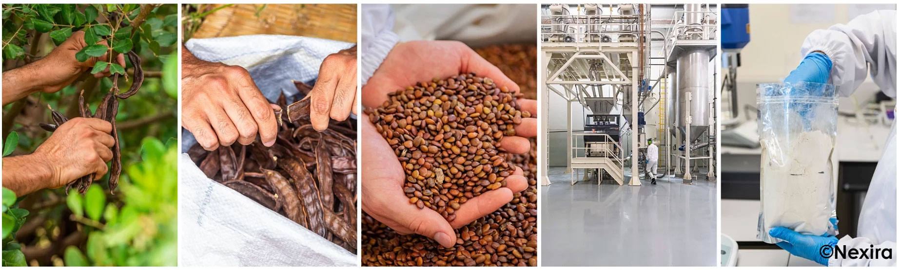 Harvested pods -> Selected seeds -> LBG manufacturing -> Quality control -> Finished ingredient