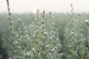 From green and pleasant lands