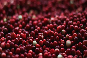 Fruit D’Or clarifies FDA cranberry claims