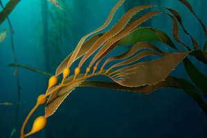 Fucoidan: exploring a new wave of wound healing