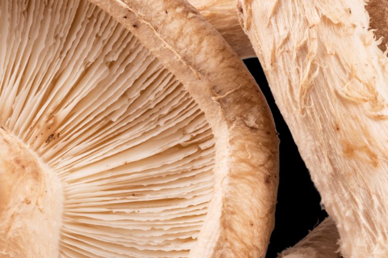 Functional Mushroom Council launches to unite mushroom growers, suppliers and brands