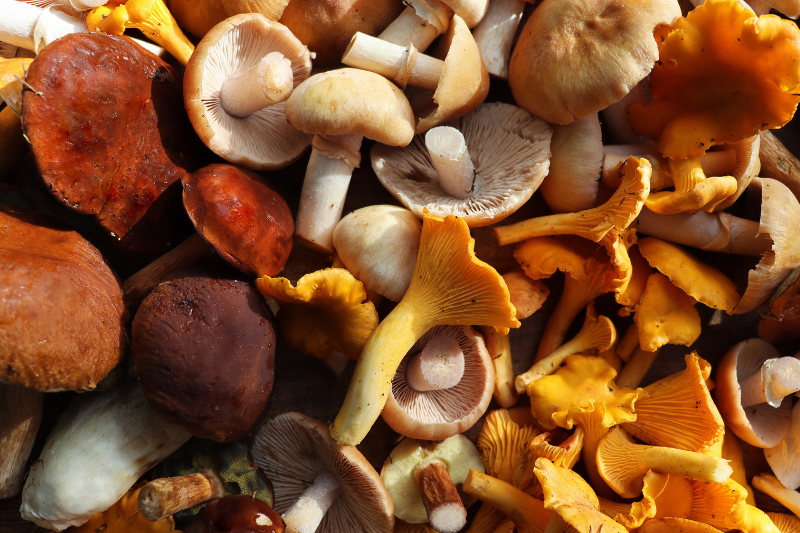 Functional Mushroom Council reports membership growth as members drive category innovation