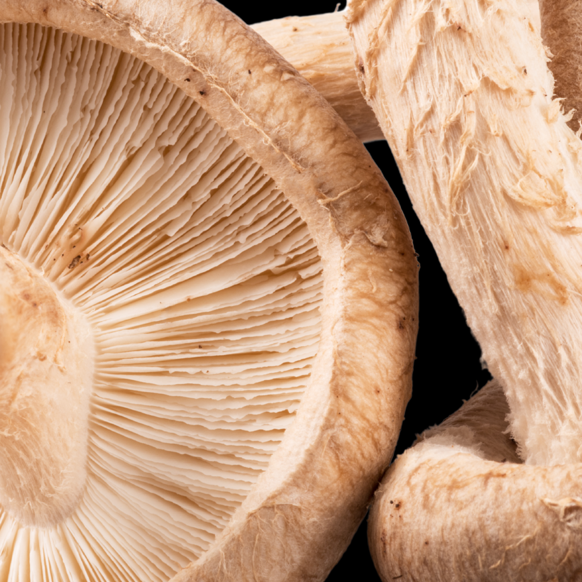 Functional Mushroom Council reports membership growth as members drive category innovation