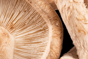 Functional mushroom suppliers expand manufacturing and formulation options