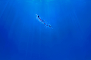 GEA to supply krill protein pilot plant for Aker Biomarine