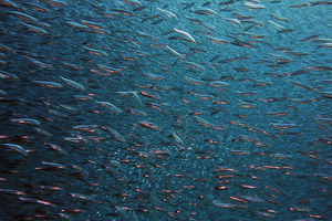 GOED and Marine Stewardship Council partner for virtual panel