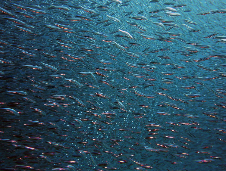 GOED and Marine Stewardship Council partner for virtual panel