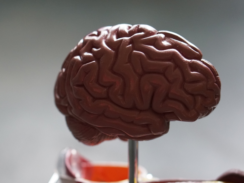 GOED publishes brain health report