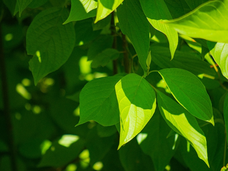 GOED releases sustainability report for the EPA and DHA Omega-3 Industry