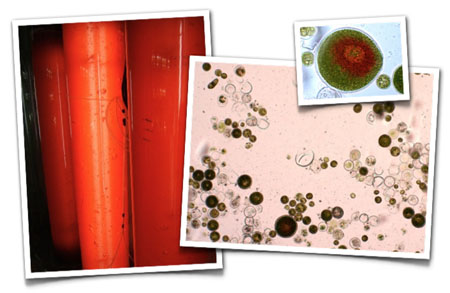 Greensea and Greentech launch astaxanthin