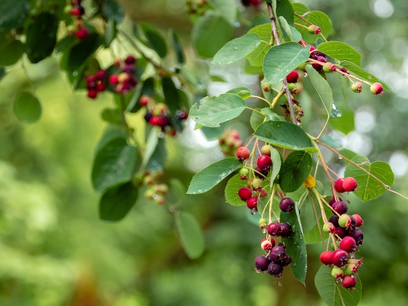 Immudyne partners with Asiros to launch blackberry extract