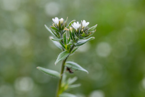 Infusing a plant-based omega-3 prebiotic into gut-brain wellness formulations