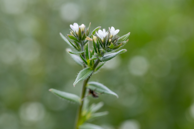 Infusing a plant-based omega-3 prebiotic into gut-brain wellness formulations
