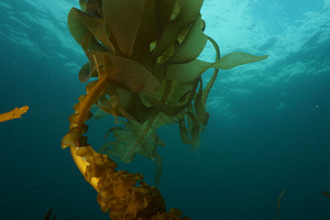 Ingredient innovation from the edge of the world