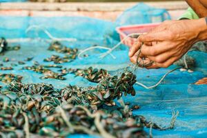 Ingredients By Nature debuts Blussel blue-lipped mussel powder at SupplySide Global 2025