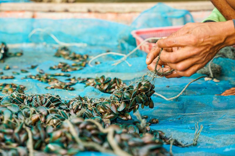 Ingredients By Nature debuts Blussel blue-lipped mussel powder at SupplySide Global 2025