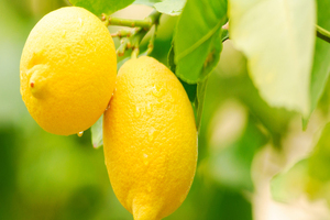 Ingredients by Nature promotes eriocitrin research