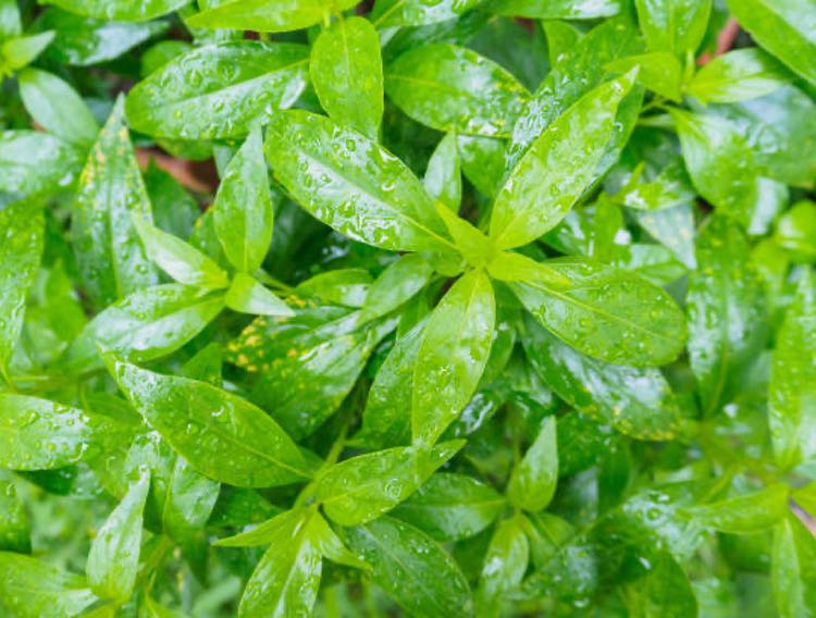Is Andrographis the next big thing for immunity? 