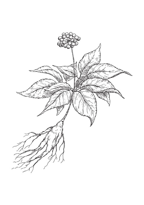 Is ginseng the root of vitality?
